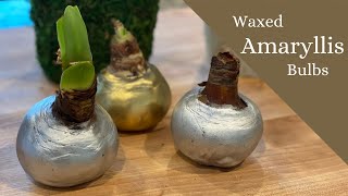 Waxed Amaryllis Bulbs  Easy How to Make Wax Coated Amaryllis Bulbs  TheFlowerFanatic [upl. by Akamahs]