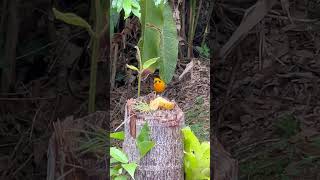 Tangara arthus  tangara grano de oro nature birds cop16 thanks4u👍subscribe🦜🫶 [upl. by Yeliw548]