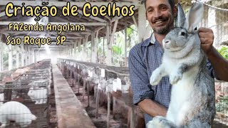 Criação de coelhos Fazenda Angolana [upl. by Olrak]