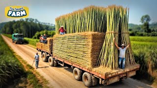 How Bamboo Products Are Made From Planting Bamboo to Toothbrush Factory [upl. by Egoreg286]