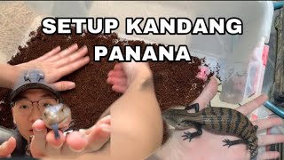 SETTING KANDANG  ENCLOSURE PANANA  BLUE TONGUE SKINK SIMPLE DAN NATURAL [upl. by Adigun]