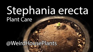 Stephania erecta Plant Care [upl. by Cynara]