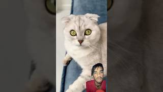 comedy ad cat catts cutecat cuteecats cutepet cute pets shortsfeed funny viralshorts [upl. by Nanor409]