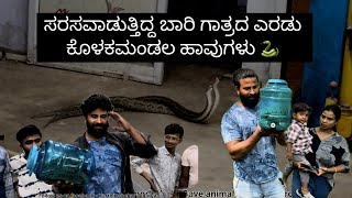 ಸರಸಲ್ಲಾಪದಲ್ಲಿರುವ ಕೊಳಕ ಮಂಡಲ ಹಾವನ್ನು ಹಿಡಿಬೇಕಂದ್ರೆ ಎರಡು ಗುಂಡಿಗೆ 🫀 ಇರಬೇಕು karthikshekaracharya snake [upl. by Sergei]