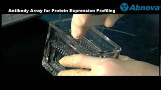 Antibody Array for Protein Expression Profiling [upl. by Adnirual]