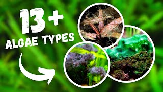 Freshwater Aquarium Algae Types Growth and Removal [upl. by Enailil]