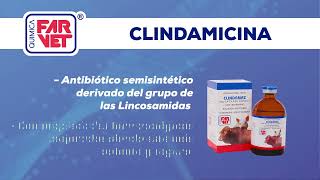 CLINDAMAX potente combinación contra neumonías CLINDAMICINA  ESPECTINOMICINA [upl. by Moneta440]