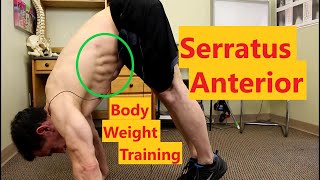 Serratus Anterior Exercises  Bodyweight Exercises [upl. by Nosmas]