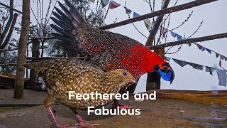 Feathered and Fabulous Pheasants of India [upl. by Appleton]