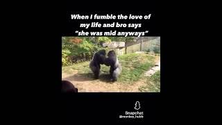 Best gorilla fight ever [upl. by Neri]