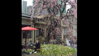 六本木 日蓮宗 高林山 法典寺 花まつり法要（お釈迦様の誕生をお祝いする法要） [upl. by Nerua]