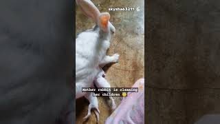 How carefully 😇mother rabbit is cleaning her children😍🐇animal rabbit pets short Skysha63211 [upl. by Kisor478]