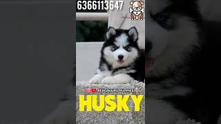 ✨❤️Double wooly Husky puppy in Bangalore 💥🔥 6366113647 doglover shorts [upl. by Bashee]