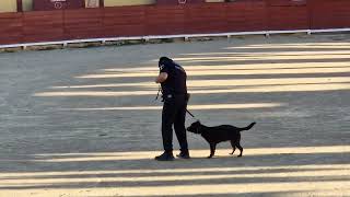 Jornada portes obertes policia local pel seu 150 aniversari unitats canines 3 de 3 Vinaròs News [upl. by Ynagoham]