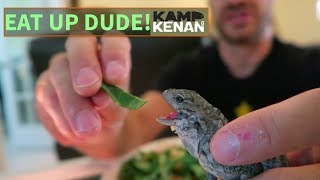 How To Get a Baby Iguana to Eat [upl. by Christy]