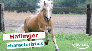 Haflinger  characteristics origin amp disciplines [upl. by Germana931]