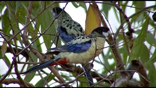 Australian Birds Birding Northern Territory Pt 3 KAKADU by Alana and Greg Dare [upl. by Gannon]