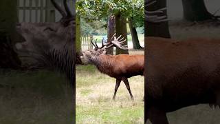 Impressive Red Stag Roar reddeer stags shorts [upl. by Vallonia]