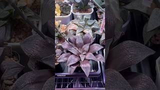 Haworthia Hybrid cvKayumanggi haworthia propagation plants [upl. by Bonnette]