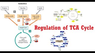 TCA Cycle Lecture 3 Amphibolic nature and Regulation [upl. by Rind539]