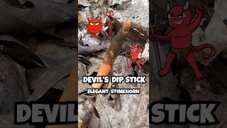 Devil’s Dipstick Elegant Stinkhorn shorts [upl. by Nyra]