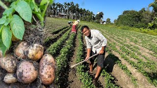 Organic Potatoes Farming in Villages  Potatoes ki kheti  Snail kha diya [upl. by Klarika]