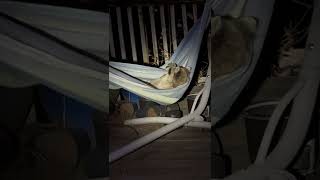 Woman Finds Raccoon Hanging Out in Hammock [upl. by Garneau834]