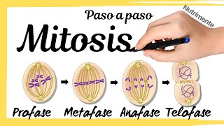 MITOSIS Paso a Paso [upl. by Nitas541]