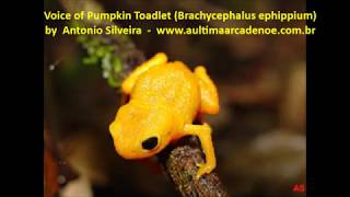 Voice of Pumpkin Toadlet Brachycephalus ephippiumvoiceDec1992 by Antonio Silveira [upl. by Ineslta968]