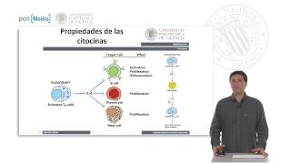 Citocinas caracterísiticas  1018  UPV [upl. by Elman]