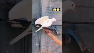 shok Karen 😱🕊️kabootar shortsviral yt bardvideo 😱🕊️🕊️ [upl. by Nyved]