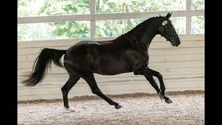 Promise ISF Star  Iron Spring Farm Developing Horse  2020 KWPNNA gelding by Glamourdale [upl. by Iek]