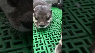 Cute Otters are about to take nap together 🥰🦦🦦🦦Cute Otter ytviral otternoise ytshorts [upl. by Olaznog]