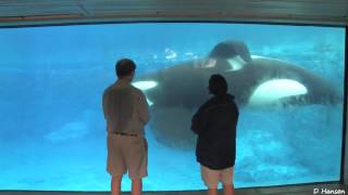 ♥♥ SeaWorlds Tilikum at Underwater Viewing Area in HD  2017 [upl. by Hepsoj]