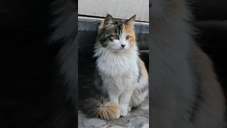 Why Do Persian Cats Have Flat Faces Unique Traits Explained [upl. by Irakuy]