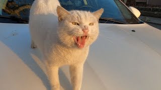 Angry White Cat Has So Much to Say [upl. by Willi]