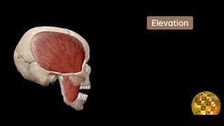 MUSCLES OF TMJ  Movements of TMJ  Temporomamdibular joint [upl. by Sell]