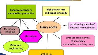 Production of rosmarinic acid from invitro culture of basil [upl. by Tabor]