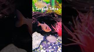 Serpae Tetra fish tetrafish tetras aquarium red fishkeeping aquascapers nanoaquarium serpae [upl. by Akenihs]