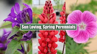 May Blossoms Meet 8 Stunning SunLoving Perennials in Full Bloom [upl. by Norita]