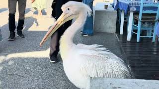 BEAUTIFUL PINK PELICAN in PAPHOS HARBOUR in CYPRUS [upl. by Catt]