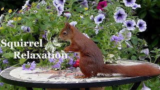 Squireel Relaxation কাঠ বিড়াল nature beauty forest AL [upl. by Icats]