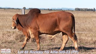 Lot 88 Rockley FG Alfie 50923 PP [upl. by Zetnahs]