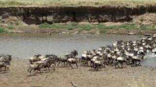 Wildebeest crossing Mara river [upl. by Bora]