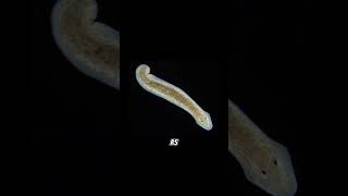 Planarian regeneration planaria sciencefacts science [upl. by Toland]