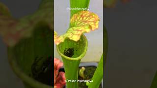 WHY are Frogs Using This PLANT as a TOILET 🐸 🚽 [upl. by Bensen]