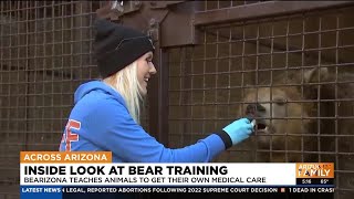 Inside look at bear training at Bearizona [upl. by Anoed]