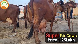 👍For Sale Heavy Milker Gir cows👍 Available in Jind Haryana👍बिटटू भाई 701500 2091 80590 57119👍 [upl. by Gwyn]