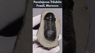 Paralejurus Trilobite from Morocco – Devonian Age fossil fossils trilobite science geology [upl. by Laurie716]