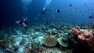 Ellaidhoo Maldives Diving Clip [upl. by Aigroeg196]